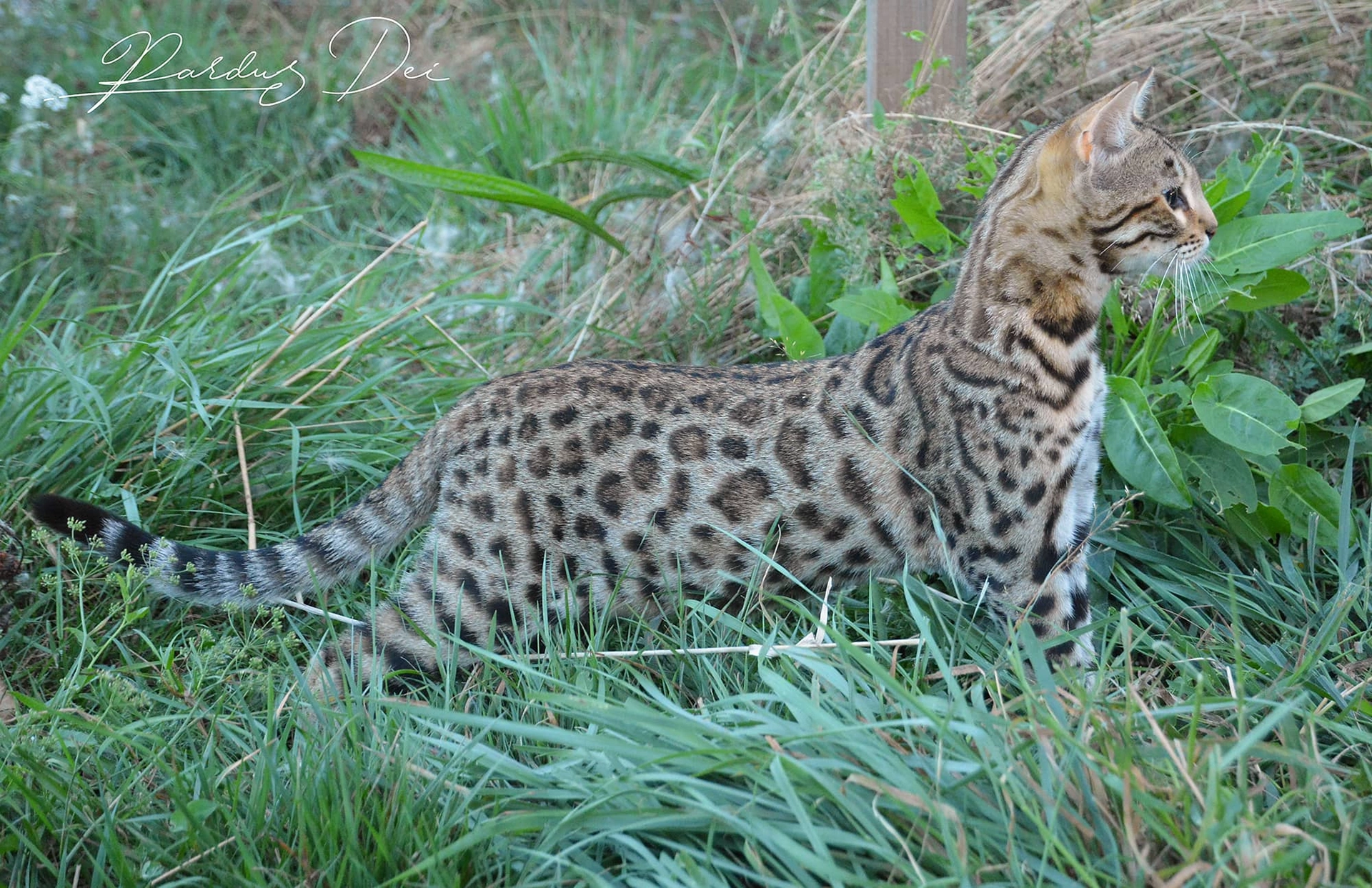 chat bengal